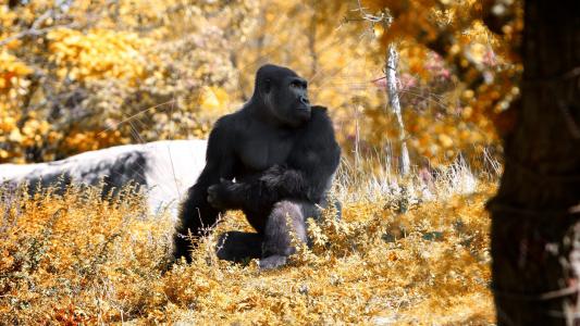 蔡進鎮WB24LHHN相關圖片