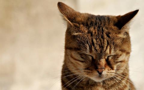 安秉華4OADMT2S相關圖片