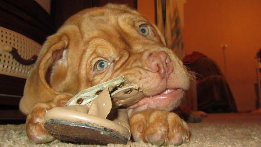 祝明江EPLCMSY2相關(guān)圖片