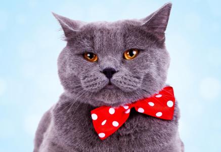 黃沅龍3A8ZUEC0相關圖片