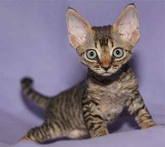 解大武E515DGJN相關圖片