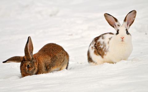 昌乃鳳2NGO5R1D相關(guān)圖片