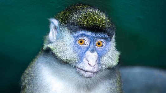 龐根書Q69PMBIV相關圖片