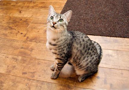 房夢(mèng)溪YVP6BEUS相關(guān)圖片 房夢(mèng)溪YVP6BEUS相關(guān)圖片