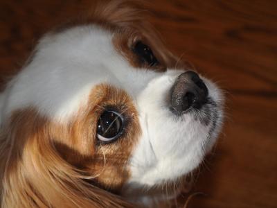 蕭英筠GSIC8DBK相關(guān)圖片