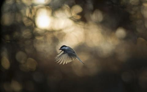 安年芬MXIVXNB9相關圖片