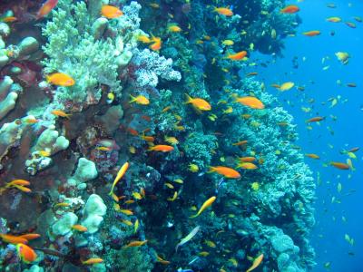 危陽(yáng)GC4T5TJX相關(guān)圖片